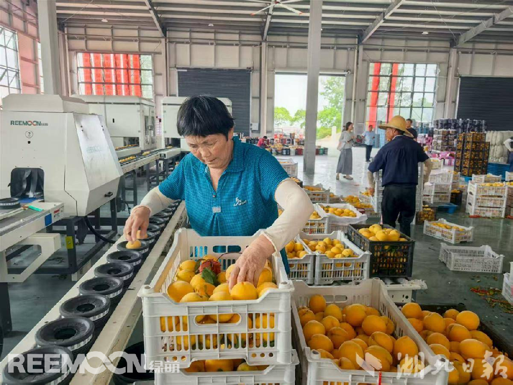 8月，走進孝昌縣豐山鎮(zhèn)桃產(chǎn)業(yè)冷鏈物流分揀中心，一筐筐新鮮黃桃整齊碼放，滿眼望去金燦燦一片。一臺高速運轉(zhuǎn)的智能分揀設(shè)備吸引了記者的目光。只見一顆顆鮮桃被放入傳送帶上，一顆桃對應(yīng)一個托盤，被傳送至“分選倉”。設(shè)備開始對桃子進行全面“體檢”，利用光譜分析技術(shù)瞬間測出桃子甜度，采用高清快速拍照和分辨技術(shù)查看桃