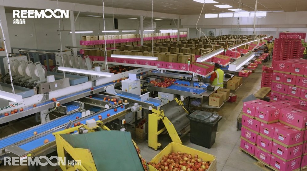 2025年，綠萌科技股份有限公司在新西蘭尼爾森成功交付并投入運行一條定制化四通道蘋果分選線。該設(shè)備在今年2月—6月的果季正式啟用，為Wairepo公司帶來了顯著的效率提升與品質(zhì)保障。Wairepo公司由第四代果園主西蒙·伊斯頓（Simon Easton）和馬修·伊斯頓（Matthew Easton）經(jīng)營，是一家具有百年歷史的家族果園。馬修表示，