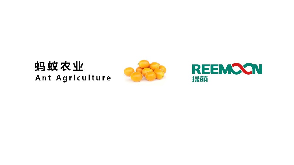 “廣西 螞蟻農(nóng)業(yè) 融安金桔