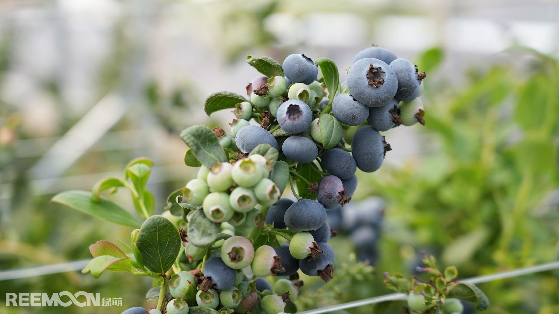 1772529402545796.jpg DSC01164.JPG