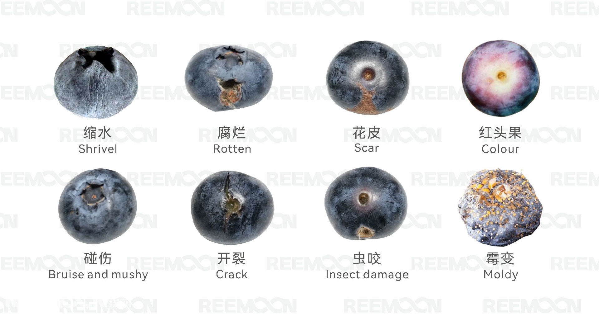 1772529422111229.jpg 藍(lán)莓瑕疵圖.jpg