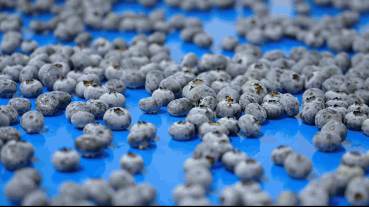 1772529454196037.gif 柔性上料分選.gif